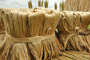 Jute, Vegetable, Fiber